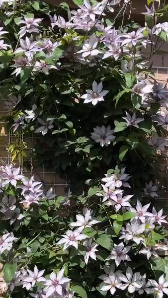 图5.植株的立枯病已经治好（2022年8月4日摄）.jpg
