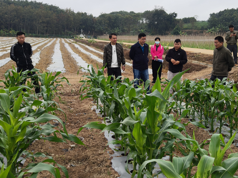 州农业农村局到景洪市国家区域性冬繁良种繁育基地核查第十二批中间实验项目玉米良种繁育基地（2024年1月8日摄）.jpg