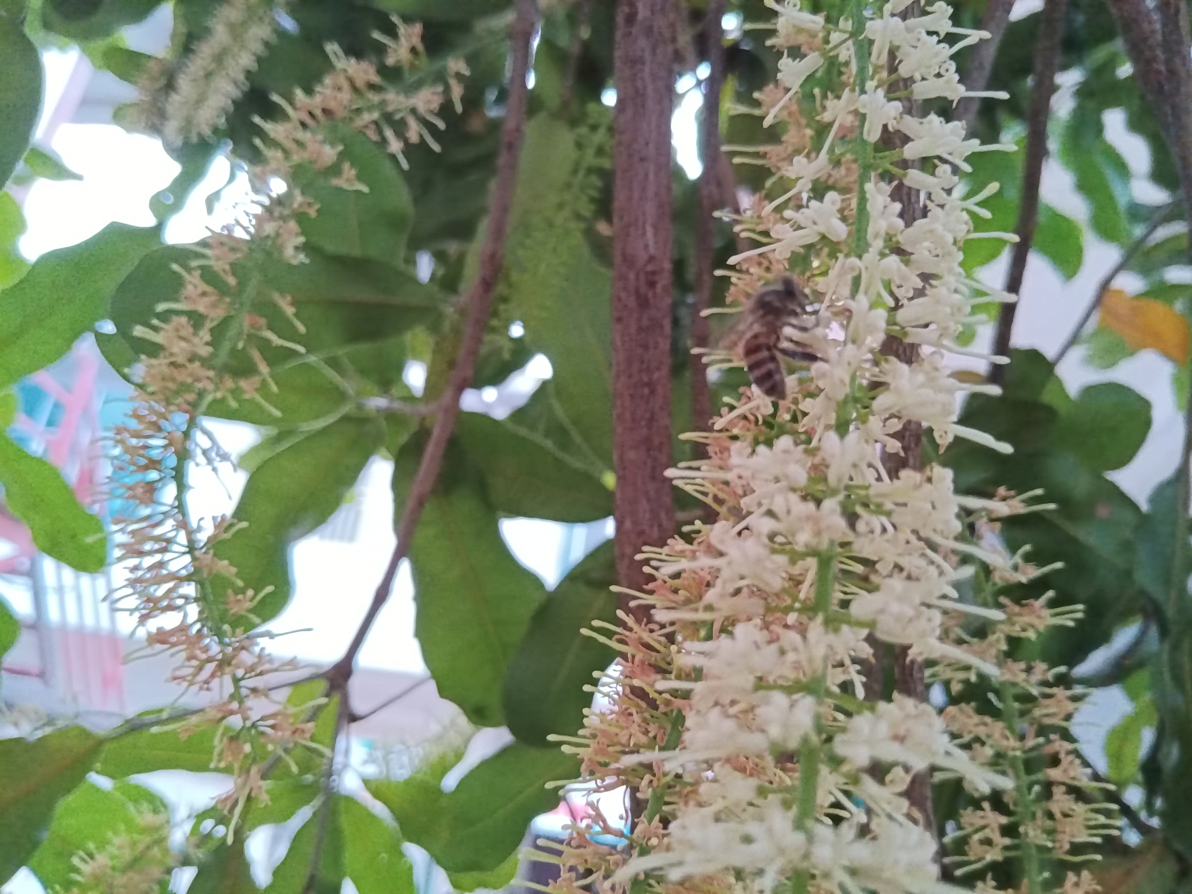 图5.蜜蜂正在为澳洲坚果花授粉.jpg