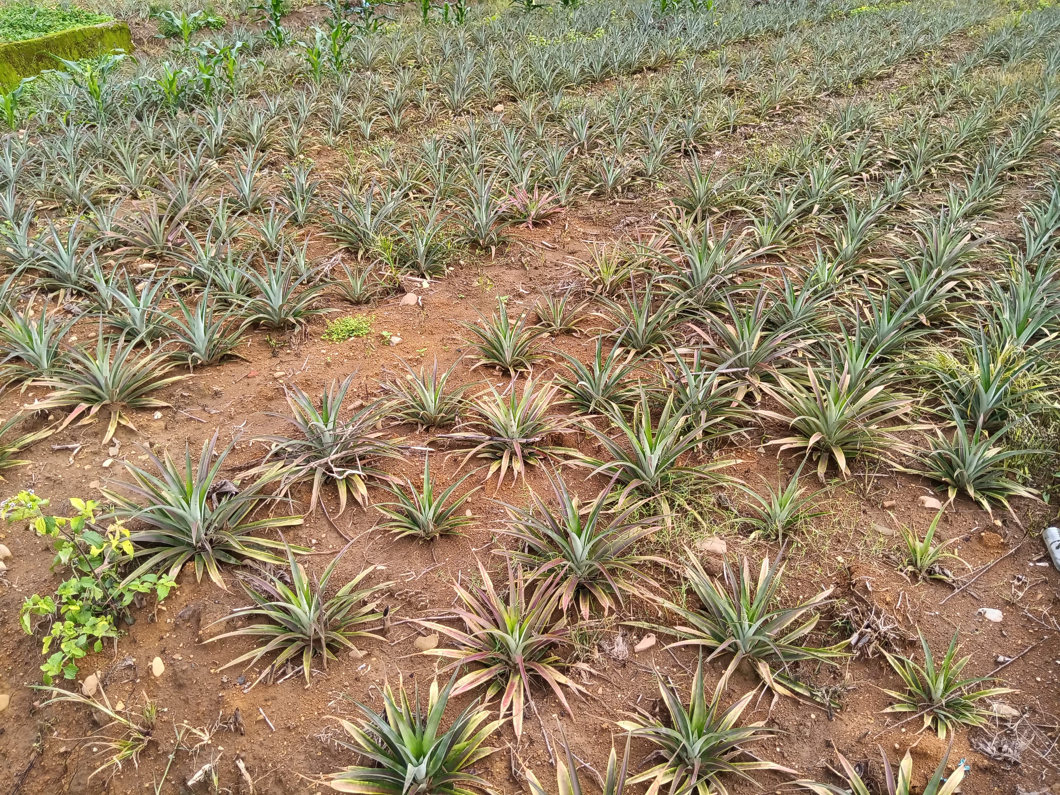 图1.刚定植的菠萝图片.jpg