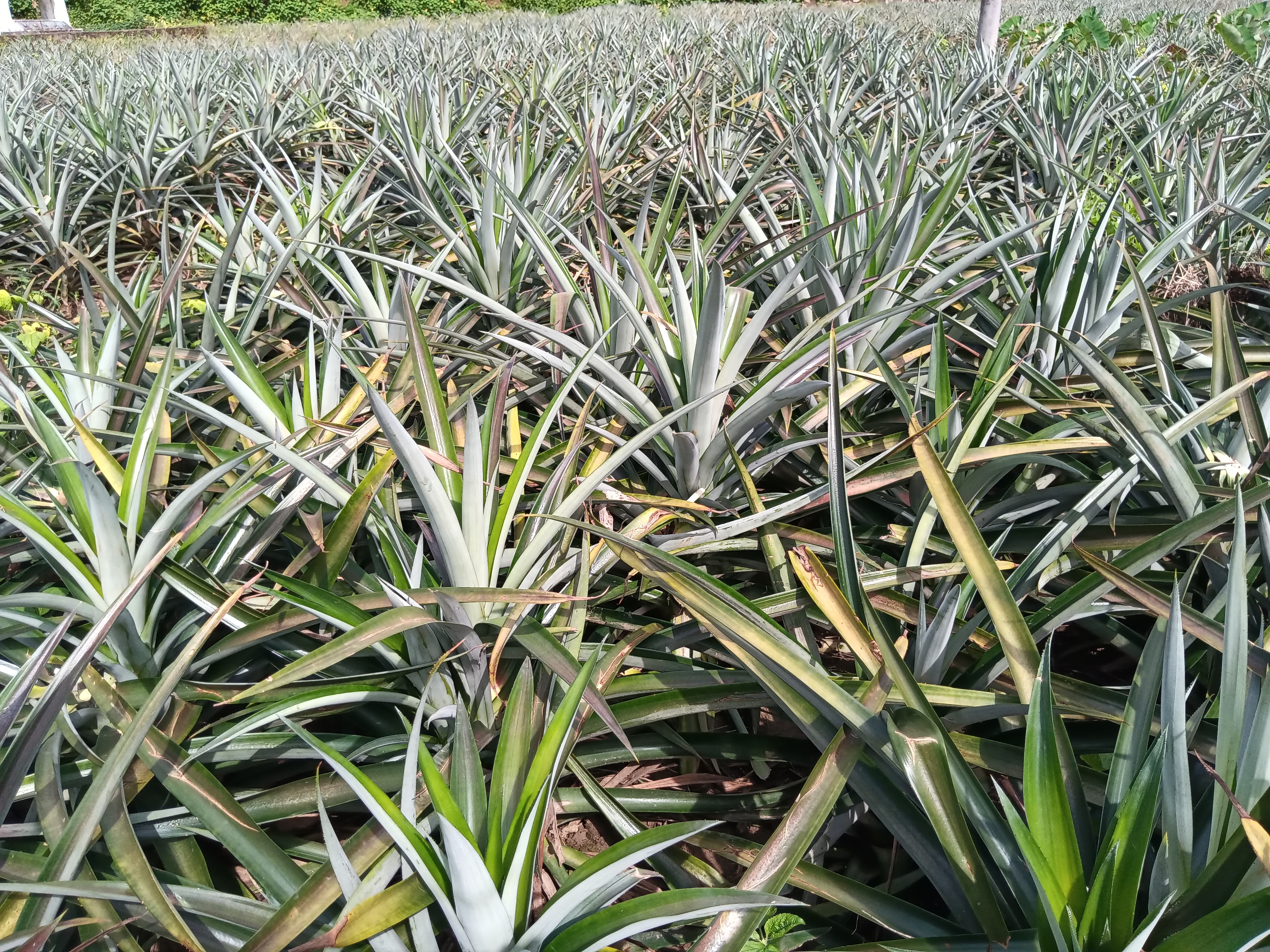 图2.达到人工催花标准的菠萝植株.jpg