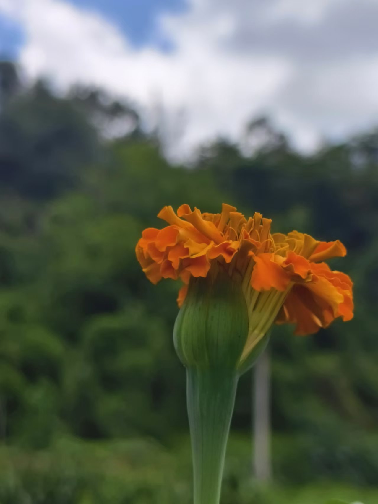 万寿菊花苞.jpg