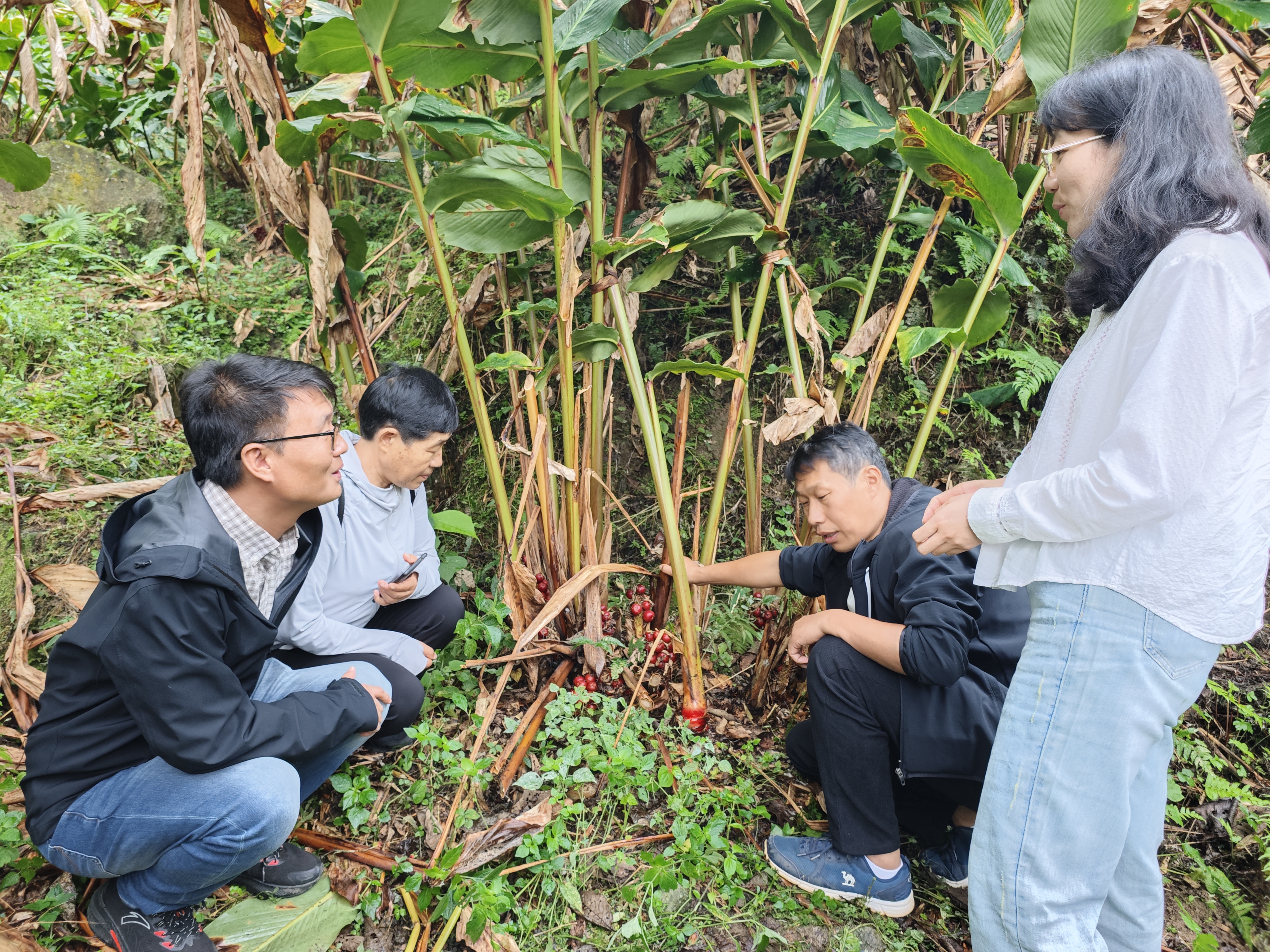 图1 专家交流草果栽培技术.jpg