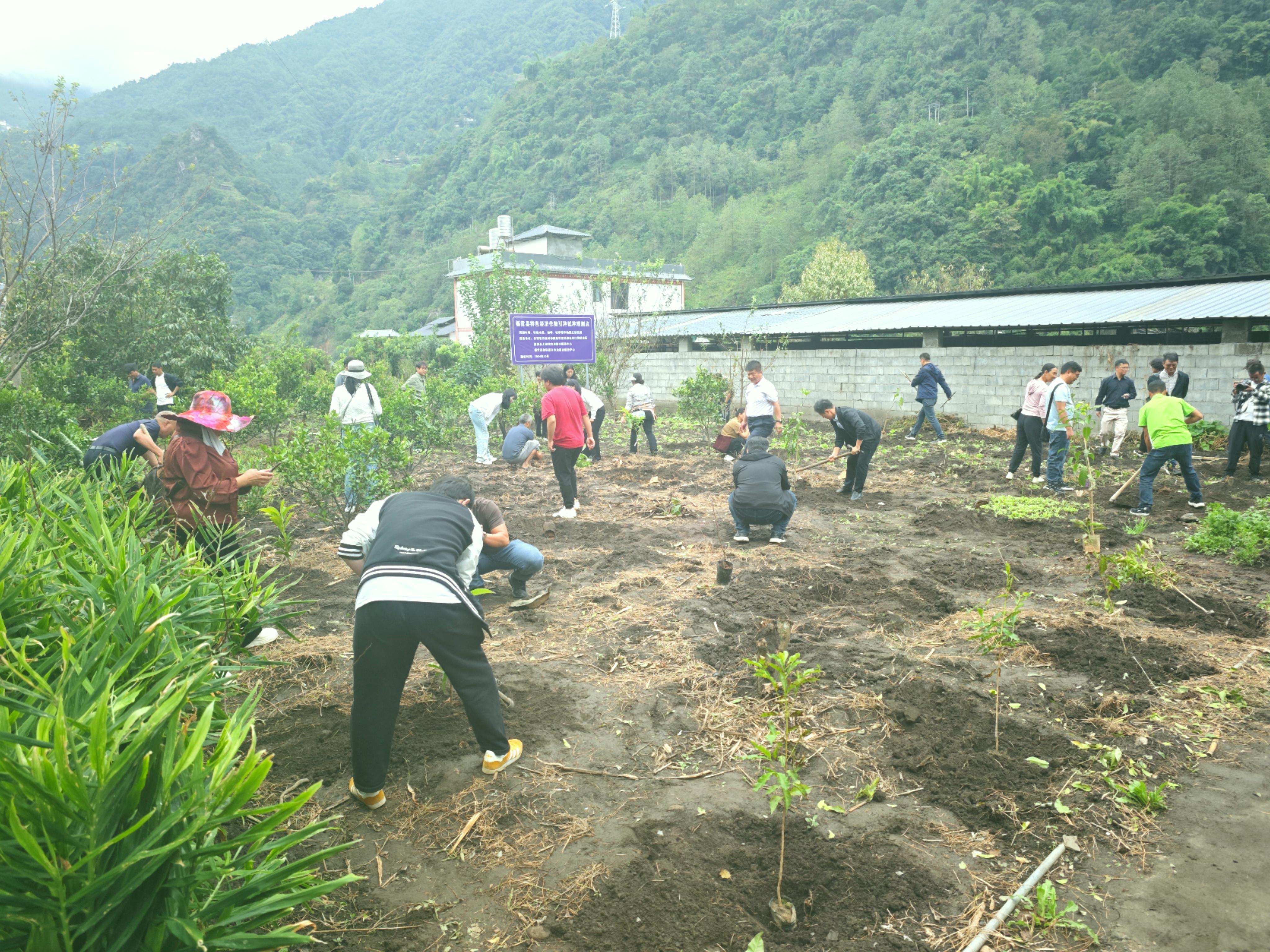 图4 引种示范点特色经济作物果苗定植.jpg