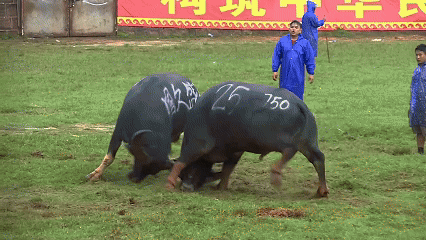 昆明石林.jpg