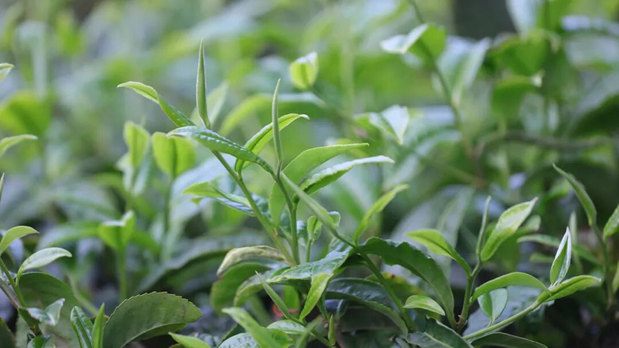 1763601986628079724.png 1763601986628079724.png