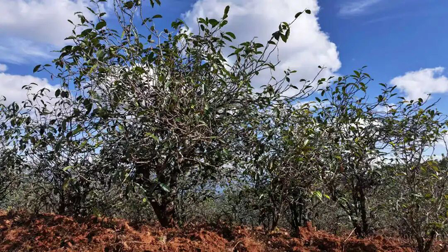 1763602070733050230.png 1763602070733050230.png