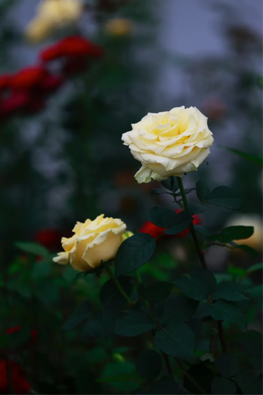 1773909455267062335.jpg 1773909455267062335.jpg