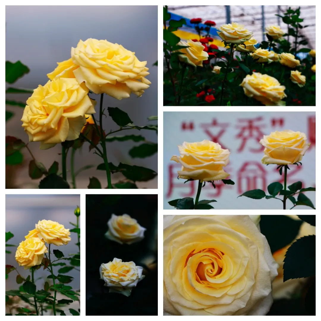 1773909538757021888.jpg 1773909538757021888.jpg