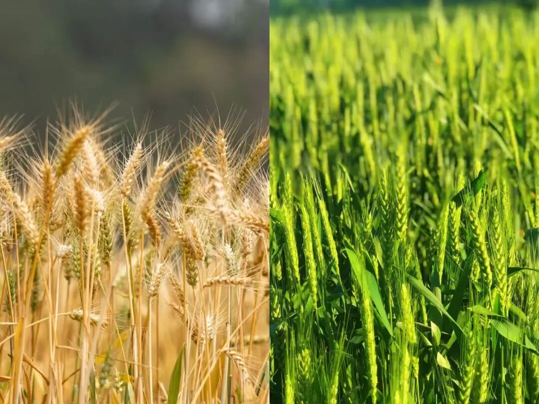 1774859265652057429.jpg 1774859265652057429.jpg