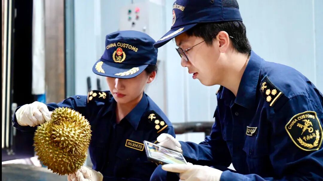 海关关员在磨憨铁路口岸对进口泰国鲜榴莲进行查验。新华社发(胡攀 摄).jpg